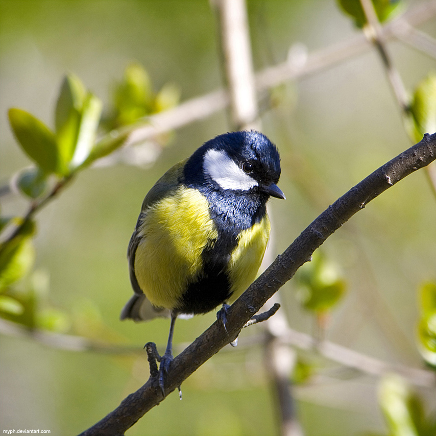 bird tit